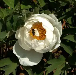 菏泽曹州牡丹