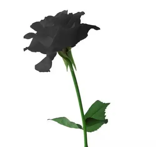 晚安故事玫瑰园里发生的故事