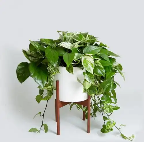 这7种植物好看好养几乎不死,绿萝第二,第一名竟然是...