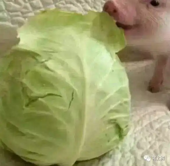 分享一些丧心病狂的情侣头像第一组我就笑了半天