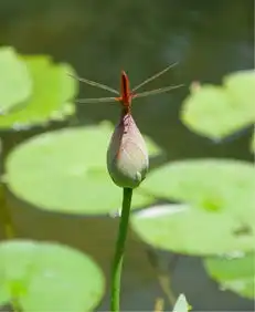 荷花盛开的季节南翔古猗园
