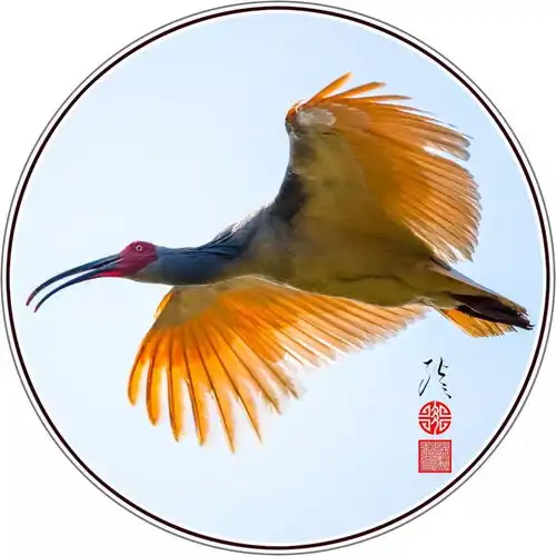朱鹮中国国家重点保护野生动物名录级