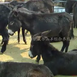 毛驴肉驴种驴南宫肉驴养殖场石家庄肉驴养殖场邯郸肉驴养殖场