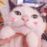 萌萌哒的可爱小猫咪头像微信头像图片大全
