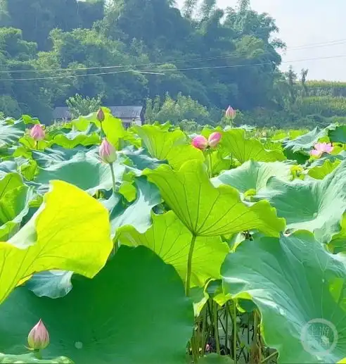 测试一个超长简介的文章