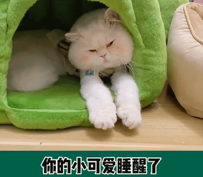 别看猫主子平时优雅端庄,嫉妒起来简直面目全非