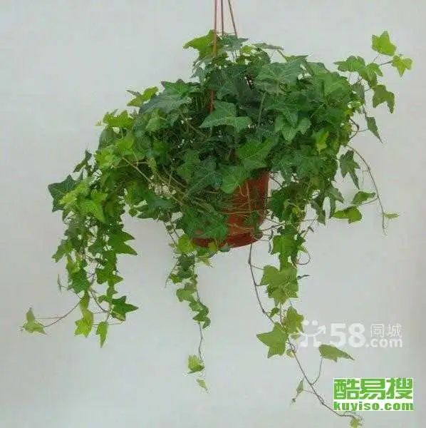 第27页武汉武昌酷易搜