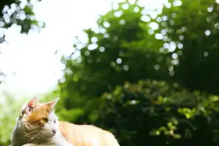 曲线的图片日记,西安,大雁塔