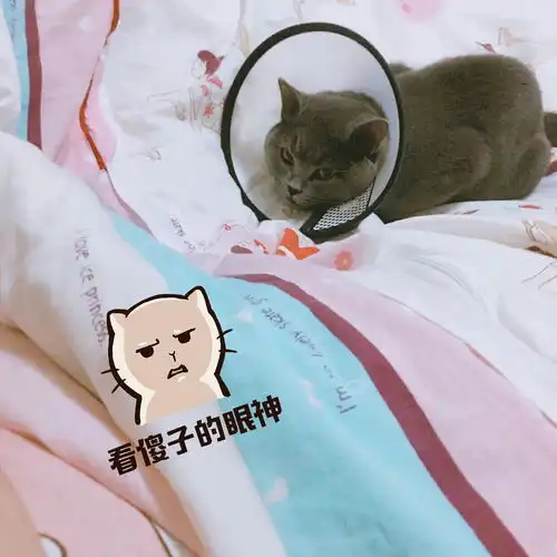 两年养猫的经验小分享英短蓝猫英短蓝白