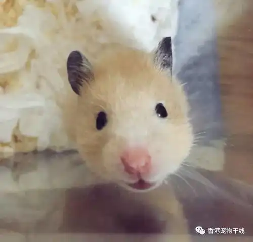仓鼠的日常鼠生主要负责卖萌和吃吃吃