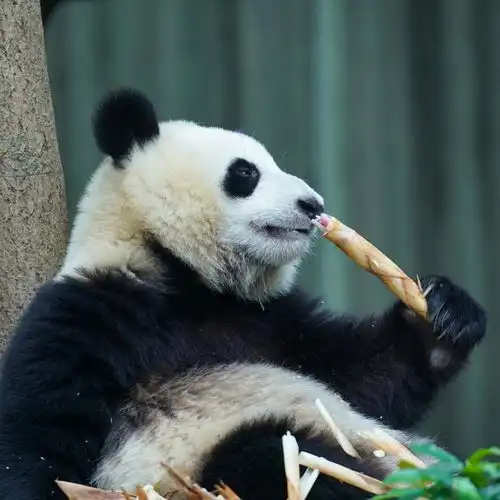 邮轮剧本杀走红,飞猪黑珍猪榜单是什么