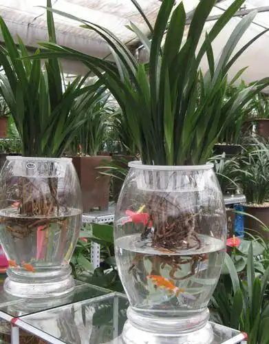水培绿植里放条鱼,烂根黄叶都解决,更具美感,冬天绿叶呼呼长花卉