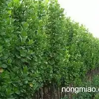 绿化苗木草花地被宿根花卉花灌木山东潍坊青州昌旺苗木基地产品供应第7页