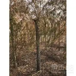 秦皇岛草坪绿化苗木花卉乔木秦皇岛树木秦皇岛苗木秦皇岛绿化-黄页88网