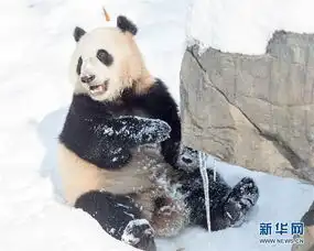 大熊猫戏雪卖萌