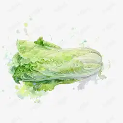 矢量手绘白菜素材图片免费下载高清卡通手绘psd千库网图片编号5075521