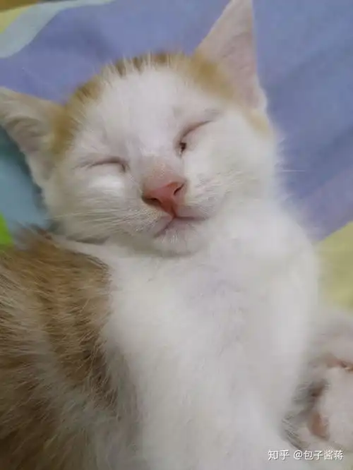 你家猫有没有一看就不怎么聪明的照片