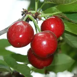 四季草莓苗最新资讯44983.com